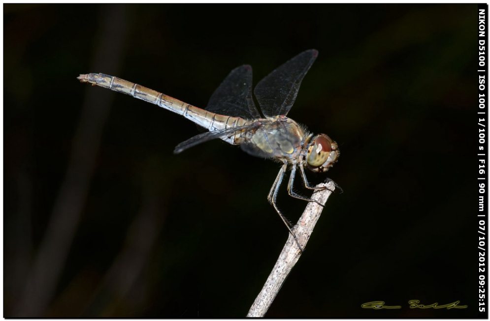 Scheda: Sympetrum striolatum